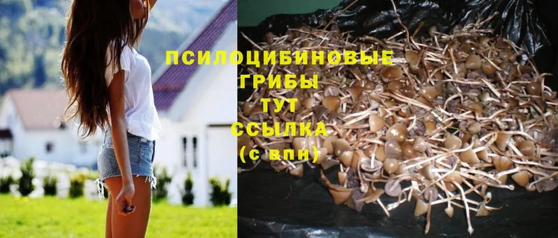 Галлюциногенные грибы Psilocybe  хочу   Баксан 